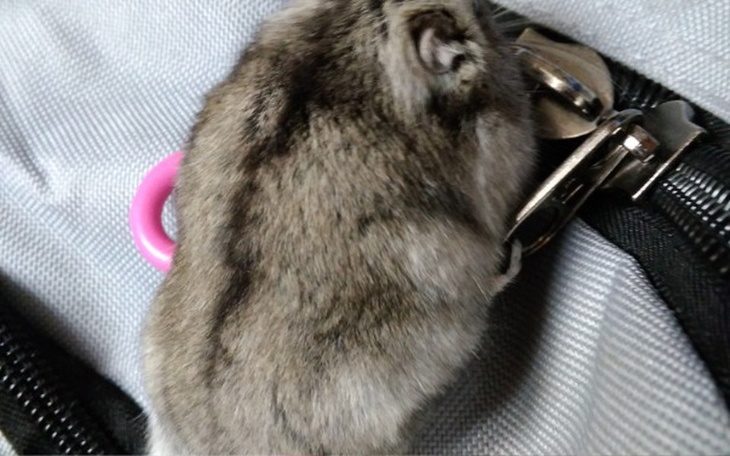 Zbiórka Moje marzenia Zbieram na nie pie - zdjęcie główne