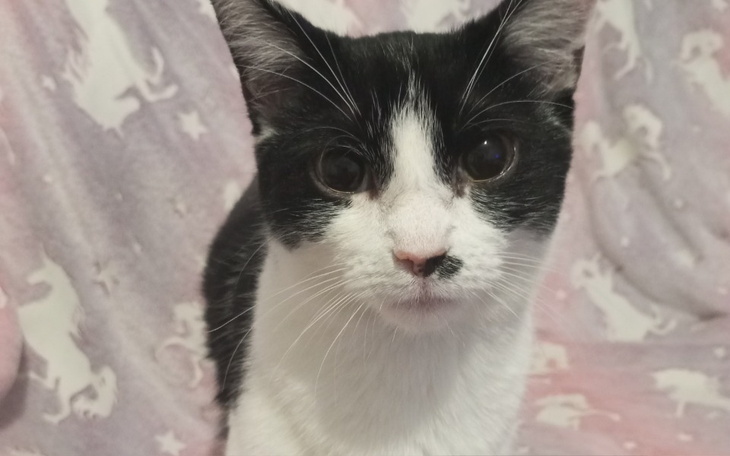 Zbiórka Kotka czeka na operację - zdjęcie główne