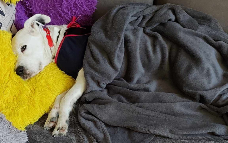 Zbiórka Leczenie Loli kochanego psa - zdjęcie główne