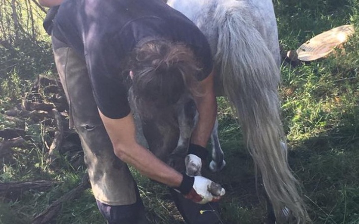 Zbiórka Kowal dla Silver - zdjęcie główne