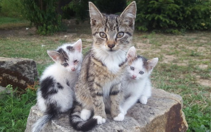 Zbiórka Leczenie Niczyjaków III - zdjęcie główne