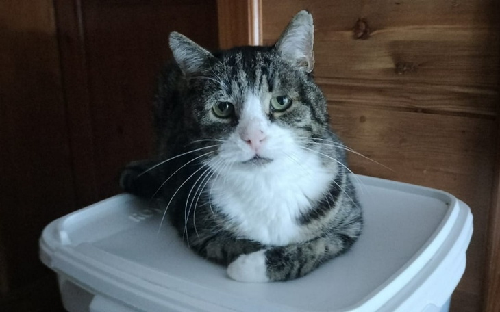 Zbiórka Irek walczy z rakiem Pomocy - zdjęcie główne