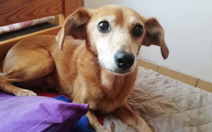 Zbiórka Dla chorych podopiecznych - zdjęcie główne