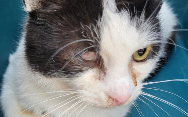 Zbiórka One cierpią, możemy im pomóc - zdjęcie główne