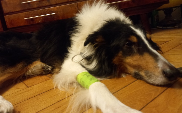 Zbiórka Operacja ratująca Akiego - zdjęcie główne