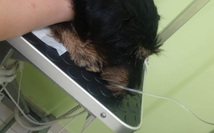 Zbiórka Zużyta, wyrzucona i chora - zdjęcie główne