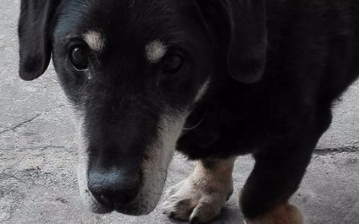 Zbiórka Wycięcię guza nowotworu u pieska - zdjęcie główne