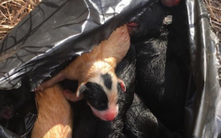 Zbiórka WYRZUCONE W WORKU na SMIERĆ - zdjęcie główne