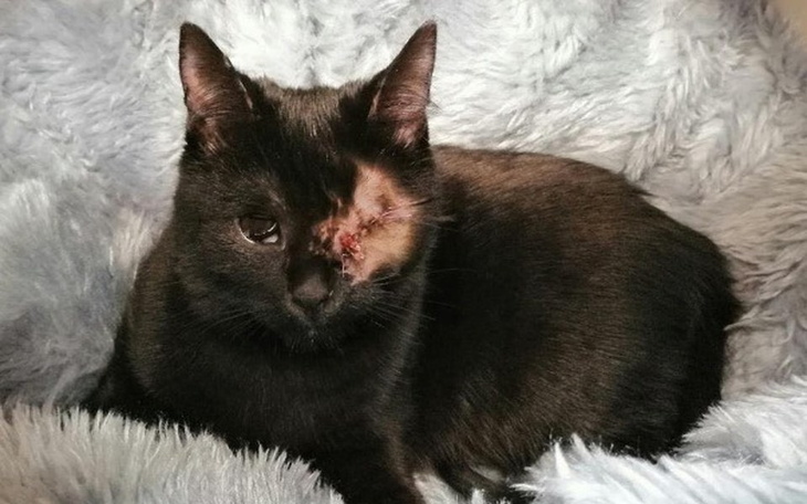 Zbiórka Paczka Ślepaczka w potrzebie! - zdjęcie główne