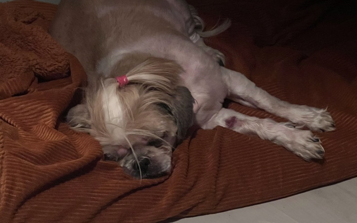 Zbiórka Proszę o Pomoc dla Mojego Momo - zdjęcie główne