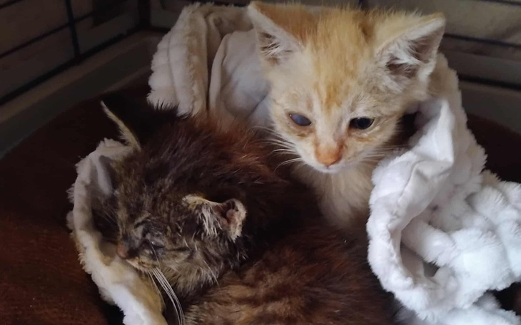 Dwa kocięta owinięte w koc, wyglądające na zaspane.