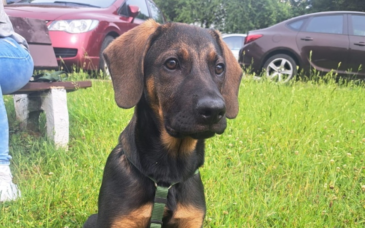 Zbiórka Leczenie pieska z pasożytów - zdjęcie główne