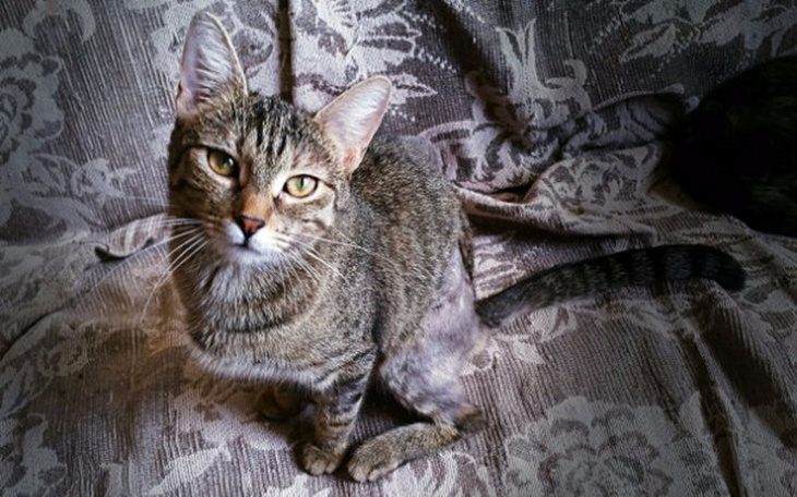 Zbiórka Amber - zwichnięte biodro - zdjęcie główne