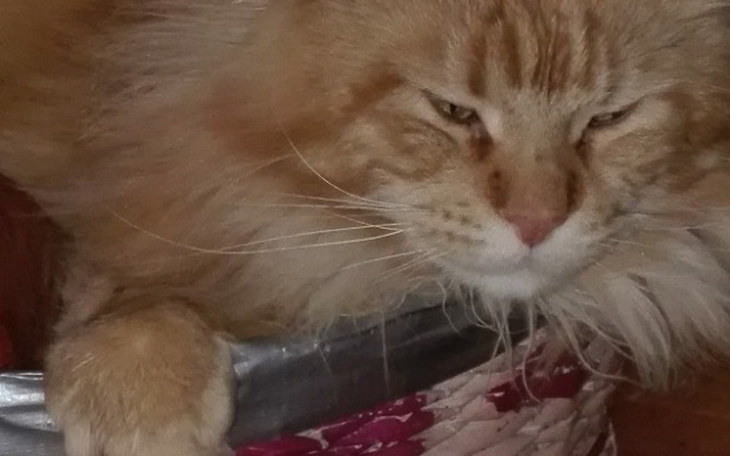 Zbiórka Paraliz lapki maine coon - zdjęcie główne