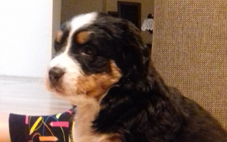 Zbiórka operacja dla pieska - zdjęcie główne