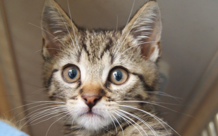 Kotek z dużymi oczami, patrzący w stronę obiektywu.