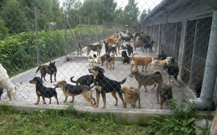 Zbiórka Ratujmy Pieski w Zamościu - zdjęcie główne