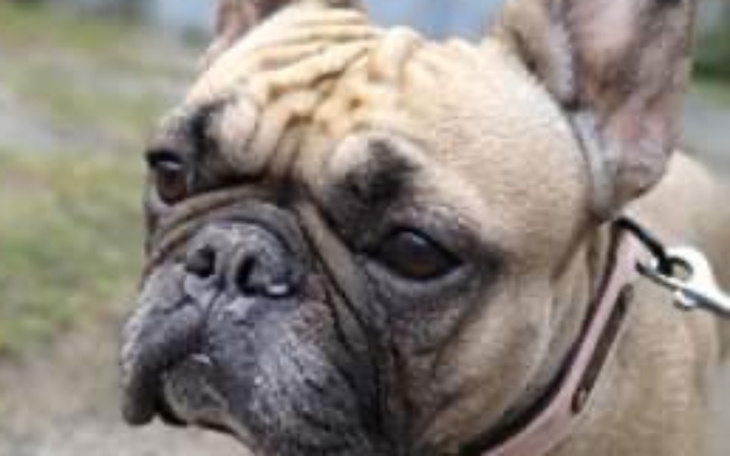 Zbiórka na nasze psiaki - zdjęcie główne