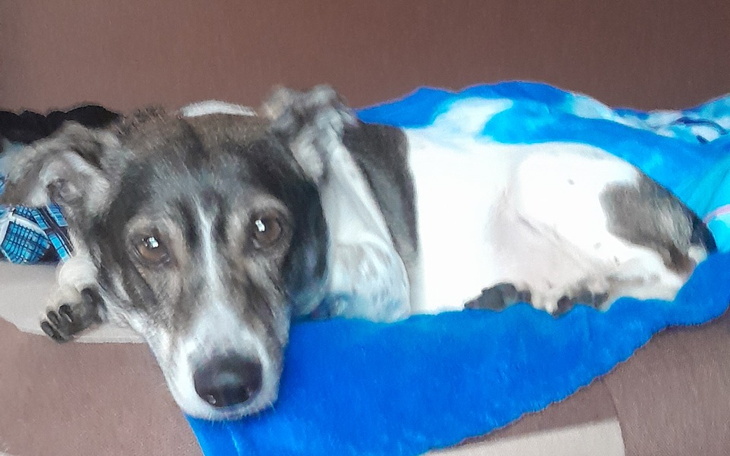 Zbiórka Leczenia siapka - zdjęcie główne