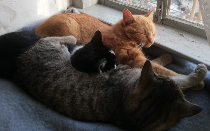 Zbiórka Pomoc działkowym dzikusom - zdjęcie główne