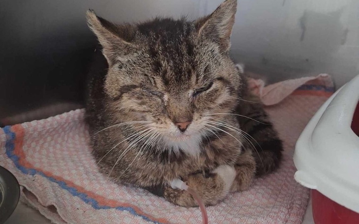 Zbiórka Paka dobroci dla zwierzaków - zdjęcie główne