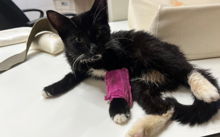Czarny kotek z różowym bandażem na łapie, leżący na stole.