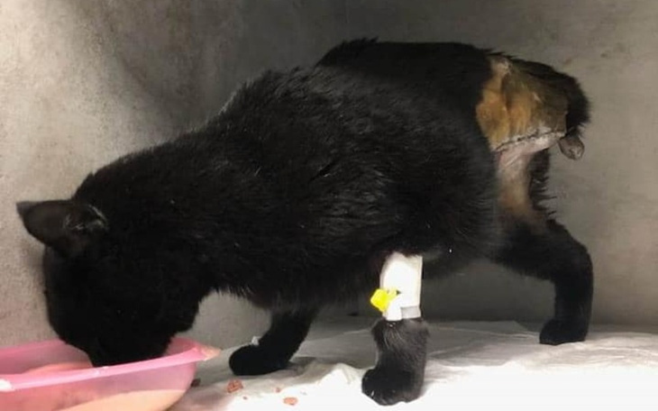 Zbiórka Na hotelik dla trójłapki - zdjęcie główne