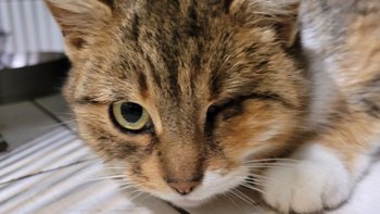 Zbiórka Skrzywdzone przez los ;( - miniaturka zdjęcia