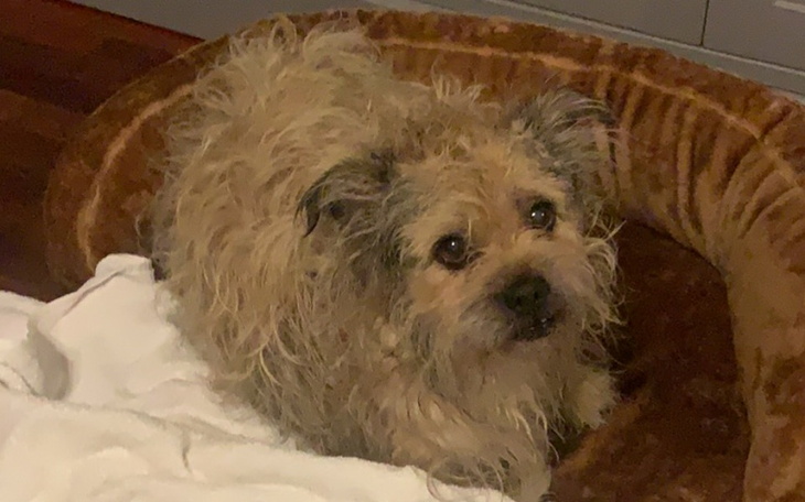 Zbiórka Gucio z ogromnym guzem POMÓŻ - zdjęcie główne