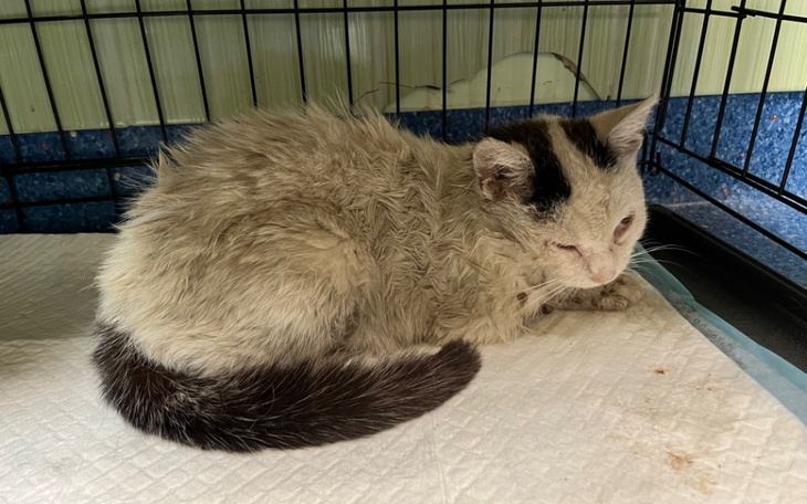 Mały, szary kotek leżący w klatce, z wyrazem smutku.