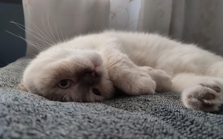 Zbiórka Maksio prosi o pomoc - zdjęcie główne