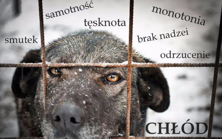 Zbiórka Buda dla Bezdomniaka - zdjęcie główne