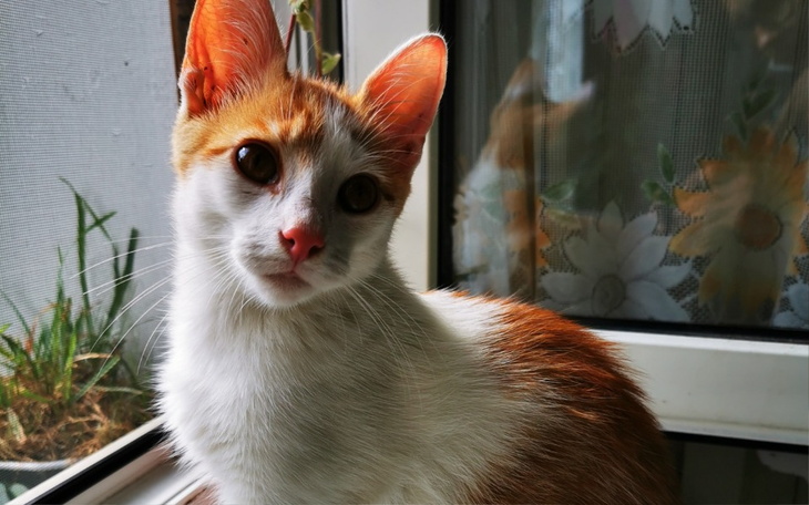 Kot o pomarańczowych uszach, siedzący przy oknie.