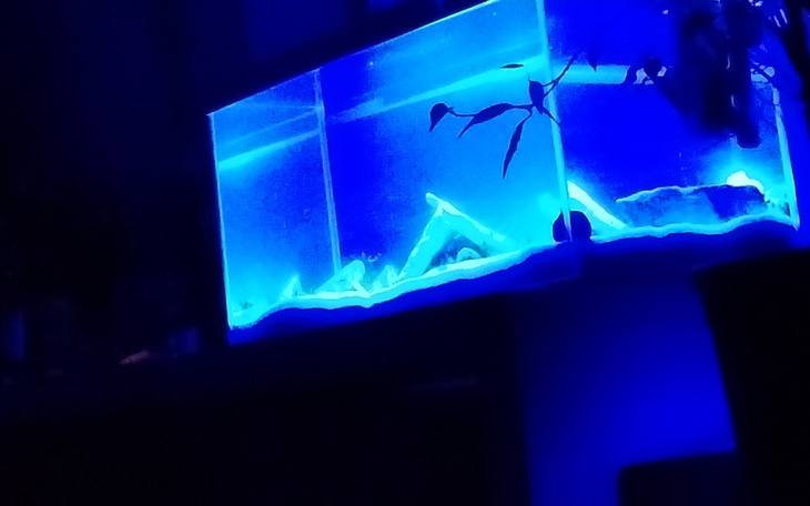 Zbiórka Na rybki dla dziecka - zdjęcie główne