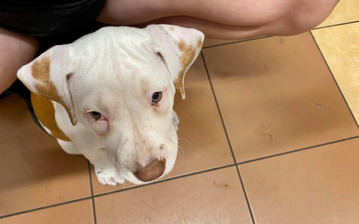 Zbiórka Na operacje Summera - zdjęcie główne