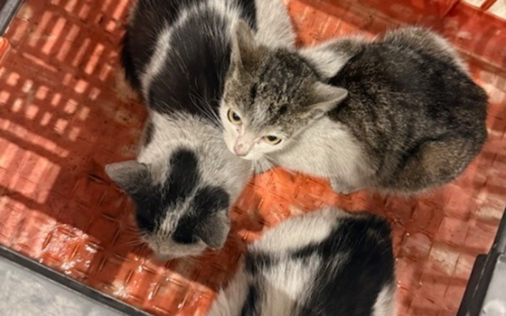 Trzy koty w koszyku, wyglądają na ciekawskie i przytulne.