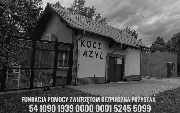 Budynek schroniska dla zwierząt z napisem 'Koci Azyl'.