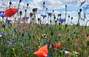 Zbiórka Błędy miłości - miniaturka zdjęcia
