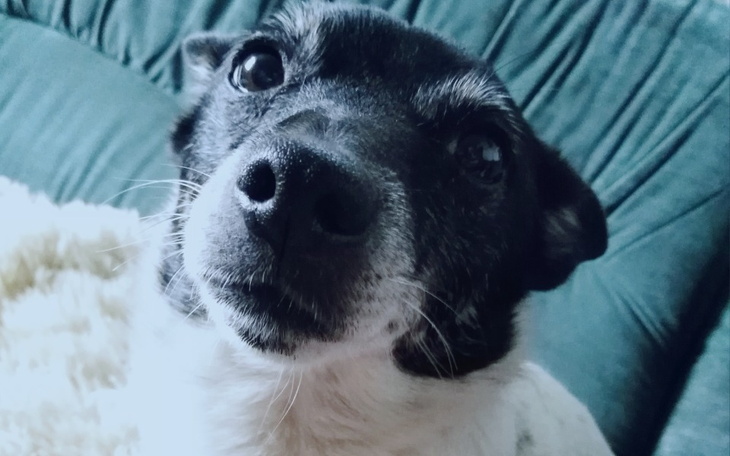 Zbiórka Wsparcie dla mamy i zwierzaków - zdjęcie główne