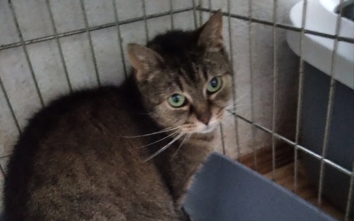 Zbiórka Musi jeść leczniczą karme - zdjęcie główne