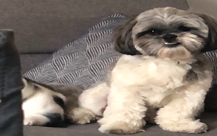 Zbiórka Dla zwierząt w płockim schronisk - zdjęcie główne