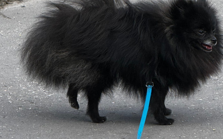 Mały czarny piesek na smyczy, spacerujący po ulicy.