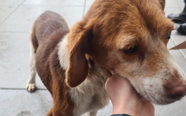 Zbiórka Uratować staruszkę przed ulica - zdjęcie główne