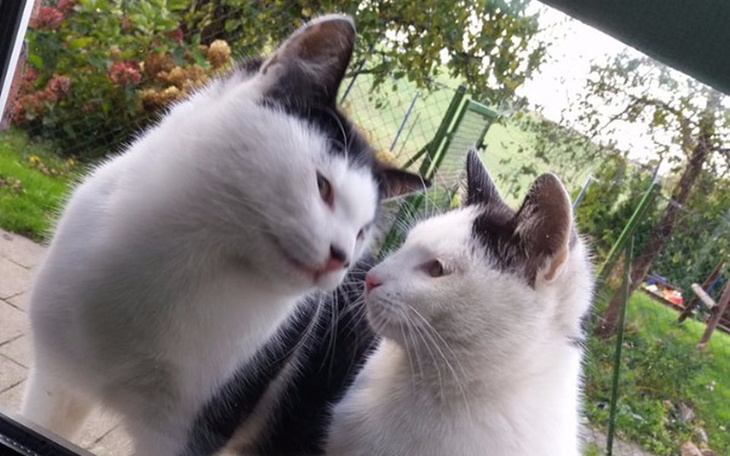 Zbiórka Pomoc dla bezdomnych kociaków - zdjęcie główne