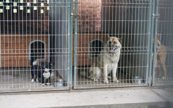 Zbiórka Na zwierzaki z Kalisza - zdjęcie główne