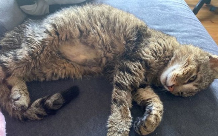 Zbiórka Pomoc dla naszego Bolusia - zdjęcie główne