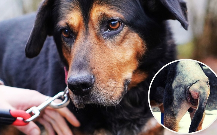 Dwa koty jedzą karmę na śniegu.