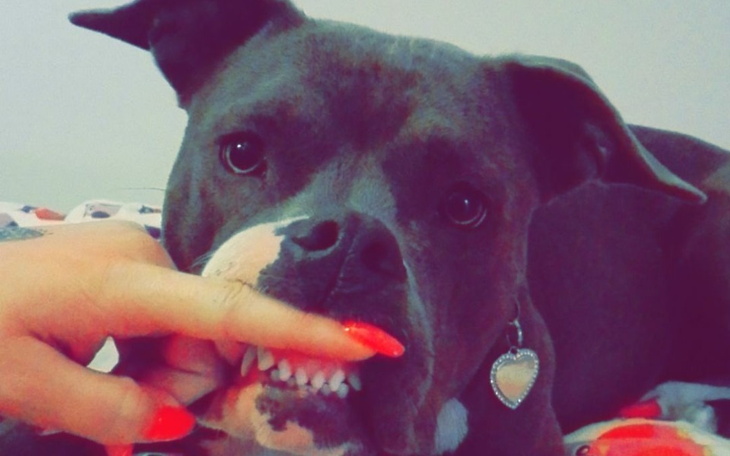 Pies rasy amstaff z uśmiechem, trzymający palec w pysku.