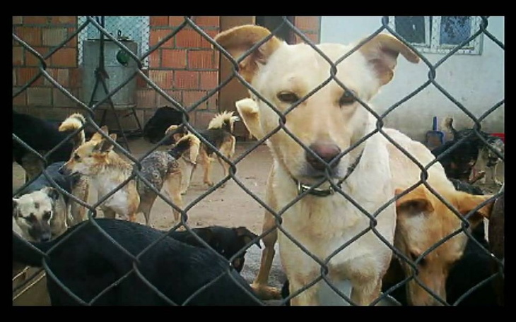 Zbiórka Zbiórka na pieski ze schroniska - zdjęcie główne