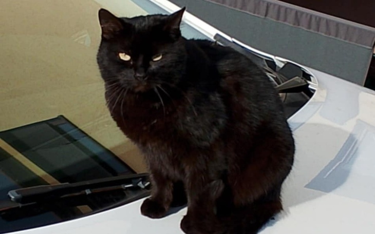 Czarny kot siedzący na masce samochodu.